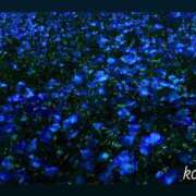 ヒメ日記 2025/05/27 11:00 投稿 かい姫 I know すい～つ 生クリームpie