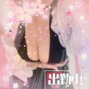 ヒメ日記 2025/03/16 10:26 投稿 桜（さくら） ビッグバード