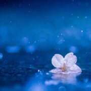 ヒメ日記 2025/09/07 17:19 投稿 桜（さくら） ビッグバード