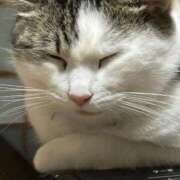 ヒメ日記 2026/01/06 12:33 投稿 体験まき ACCENT[アクセントグループ]