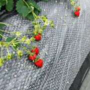 体験まき 休日🎶 ACCENT[アクセントグループ]