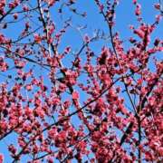 ヒメ日記 2025/03/16 07:58 投稿 りず ぷるるん小町梅田店