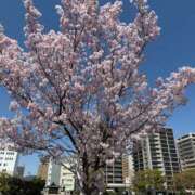 ヒメ日記 2025/04/16 09:45 投稿 りず ぷるるん小町梅田店