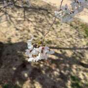 ヒメ日記 2025/04/19 09:45 投稿 りず ぷるるん小町梅田店