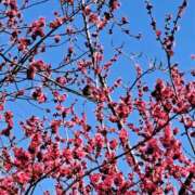 ヒメ日記 2025/05/11 19:15 投稿 りず ぷるるん小町梅田店