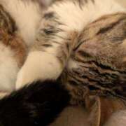 ヒメ日記 2025/02/02 11:02 投稿 西本 愛妻倶楽部 宇都宮店