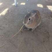 ヒメ日記 2025/03/13 07:18 投稿 西本 愛妻倶楽部 宇都宮店