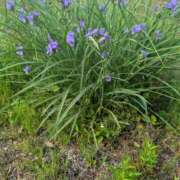 ヒメ日記 2025/06/11 12:25 投稿 西本 愛妻倶楽部 宇都宮店