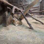 ヒメ日記 2025/07/23 20:46 投稿 西本 愛妻倶楽部 宇都宮店