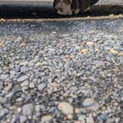 ヒメ日記 2025/08/15 15:18 投稿 西本 愛妻倶楽部 宇都宮店