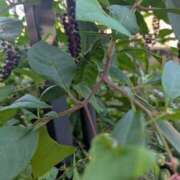 ヒメ日記 2025/09/08 20:39 投稿 西本 愛妻倶楽部 宇都宮店