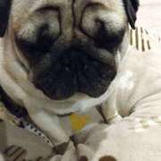 ヒメ日記 2026/01/08 19:48 投稿 西本 愛妻倶楽部 宇都宮店