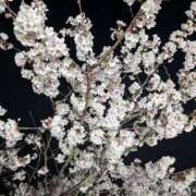 ヒメ日記 2026/03/24 19:05 投稿 西本 愛妻倶楽部 宇都宮店