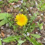 ヒメ日記 2025/04/11 13:30 投稿 あやね 和歌山ちゃんこ