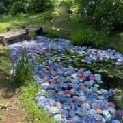 ヒメ日記 2025/06/25 01:22 投稿 あやね 和歌山ちゃんこ