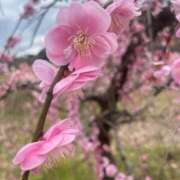 ヒメ日記 2026/02/26 00:28 投稿 あやね 和歌山ちゃんこ