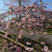 ヒメ日記 2026/04/04 12:35 投稿 あやね 和歌山ちゃんこ