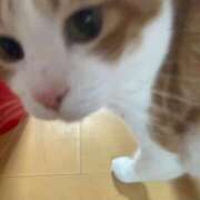 ヒメ日記 2026/05/14 21:03 投稿 あやね 和歌山ちゃんこ