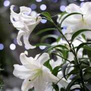 ヒメ日記 2025/11/14 11:05 投稿 坂本 ふみの Men's relaxation VEGA