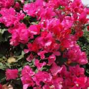 ヒメ日記 2026/01/11 07:53 投稿 坂本 ふみの Men's relaxation VEGA