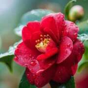 ヒメ日記 2026/01/12 07:44 投稿 坂本 ふみの Men's relaxation VEGA