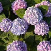 ヒメ日記 2026/05/31 06:54 投稿 坂本 ふみの Men's relaxation VEGA