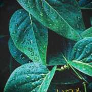 ヒメ日記 2025/06/15 06:33 投稿 しほ モアグループ神栖人妻花壇