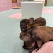 ヒメ日記 2025/08/17 03:05 投稿 ひめ 若葉