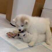 ヒメ日記 2025/11/09 19:00 投稿 ひめ 若葉