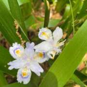 ヒメ日記 2025/05/17 07:31 投稿 琴美 極上の妻たち