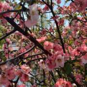 ヒメ日記 2025/04/09 20:48 投稿 まこと 性の極み 技の伝道師　五反田店