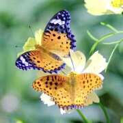 ヒメ日記 2025/07/20 21:21 投稿 ちか 逢って30秒で即尺