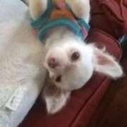 ヒメ日記 2024/12/24 21:24 投稿 伊東ひびき 五反田発 痴漢電車or全裸入室