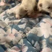 ヒメ日記 2025/01/30 15:45 投稿 伊東ひびき 五反田発 痴漢電車or全裸入室