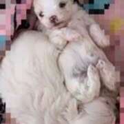 ヒメ日記 2025/02/04 17:12 投稿 伊東ひびき 五反田発 痴漢電車or全裸入室