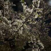 ヒメ日記 2025/04/11 16:08 投稿 まひる 千葉人妻花壇