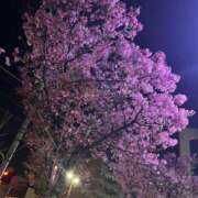 ヒメ日記 2026/03/31 17:47 投稿 まひる 千葉人妻花壇