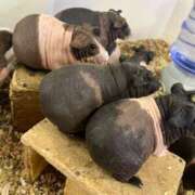 まひる 癒しday 千葉人妻花壇