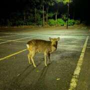 ヒメ日記 2024/12/18 19:22 投稿 みつき 東京リップ 立川店