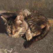 ヒメ日記 2025/07/09 14:27 投稿 みつき 東京リップ 立川店