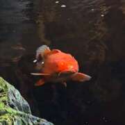 ヒメ日記 2025/07/17 23:01 投稿 みつき 東京リップ 立川店