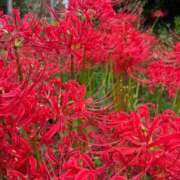 ヒメ日記 2025/09/29 17:00 投稿 ちはる 渋谷角海老