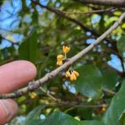 ヒメ日記 2025/10/09 20:00 投稿 ちはる 渋谷角海老