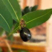 ヒメ日記 2025/10/25 00:00 投稿 ちはる 渋谷角海老