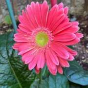 ヒメ日記 2025/10/30 12:21 投稿 ちはる 渋谷角海老