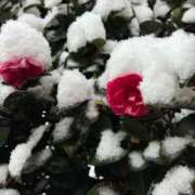 ヒメ日記 2026/02/08 11:40 投稿 ちはる 渋谷角海老