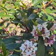 ヒメ日記 2026/03/14 23:50 投稿 ちはる 渋谷角海老