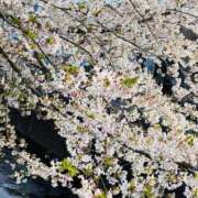 ヒメ日記 2026/04/05 00:10 投稿 ちはる 渋谷角海老