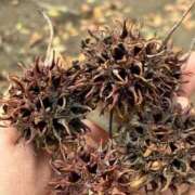 ヒメ日記 2026/04/05 18:20 投稿 ちはる 渋谷角海老