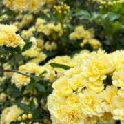 ヒメ日記 2026/04/15 19:10 投稿 ちはる 渋谷角海老